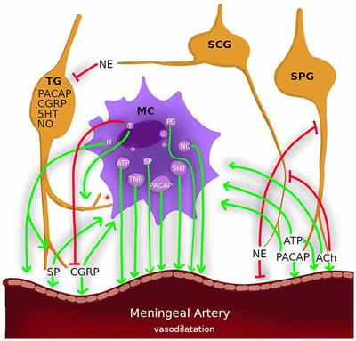 Shared Fate of Meningeal Mast Cells and Sensory Neurons in Migraine